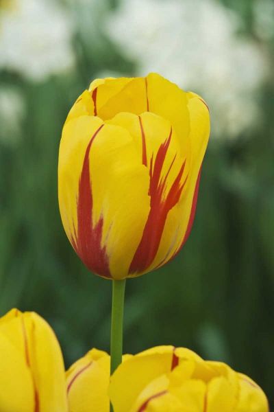 Netherlands, Lisse Tulip variety